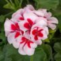 Geranium – Calliope Medium White Splash – 12″ Fiber Hanging Basket