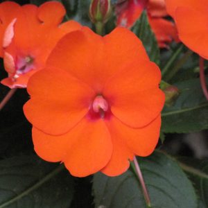 Sunpatiens – Compact Electric Orange – 12″ Fiber Hanging Basket
