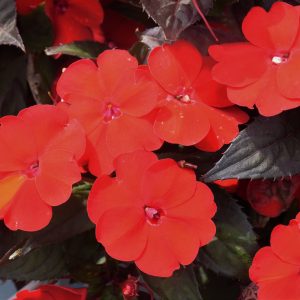 Sunpatiens – Compact Deep Red – 12″ Fiber Hanging Basket