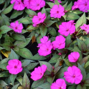 Sunpatiens – Compact Purple – 12″ Fiber Hanging Basket