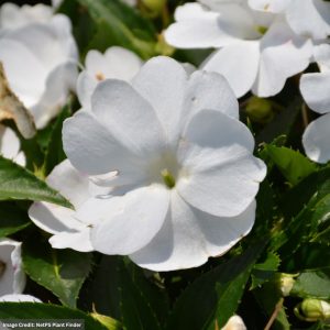 Sunpatiens – Compact White – 12″ Fiber Hanging Basket
