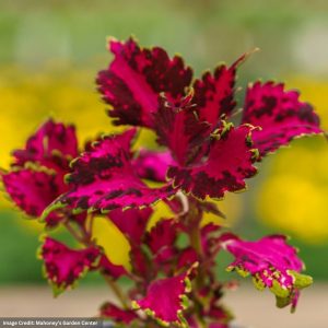 Coleus - Carnival - 306 Pack