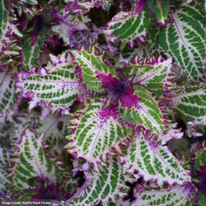 Coleus – Peter’s Wonder – 306 Pack