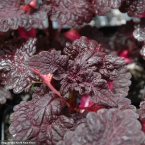Coleus – Songbird – 306 Pack