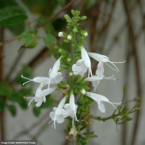 Saliva (Sage) - Hummingbird Snow Nymph - 4.5" Pot