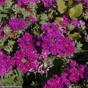 Verbena - Lanai Blue - 4.5" Pot