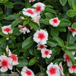 Vinca - Rosea Nirvana XDR Apricot Splash - 4.5" Pot