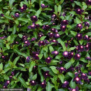 Vinca - Rosea Nirvana XDR Blackberry - 4.5" Pot