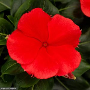 Vinca - Rose Nirvana XDR Watermelon - 4.5" Pot