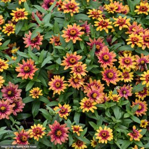 Zinnia - Profusion Red Yellow Bicolor - 6.5" Pot