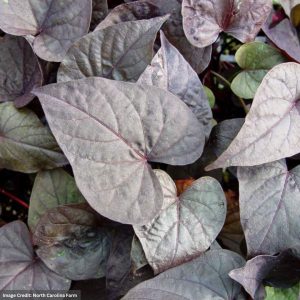 Ipomoea (Sweet Potato Vine) - Ace of Spade - 306 Pack
