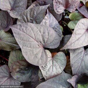Ipomoea (Sweet Potato Vine) – Ace of Spade – 306 Pack
