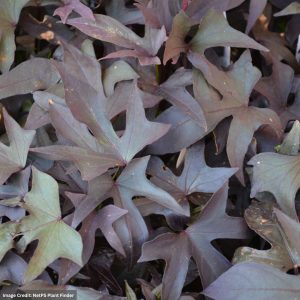 Ipomoea (Sweet Potato Vine) – Proven Accents Blackie – 306 Pack