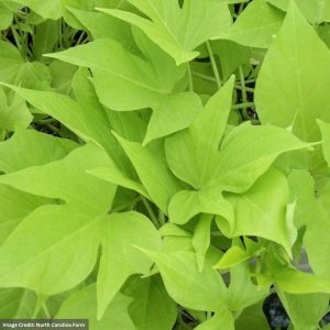 Ipomoea (Sweet Potato Vine) – Compact Margie – 306 Pack