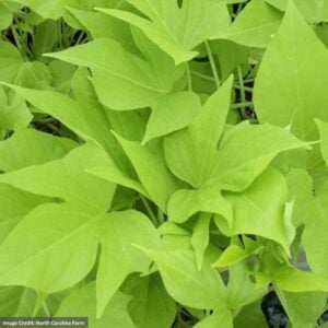 Ipomoea (Sweet Potato Vine) – Compact Margie – 306 Pack