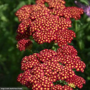 Yarrow (Achillea) – Strawberry Seduction – #1 Container