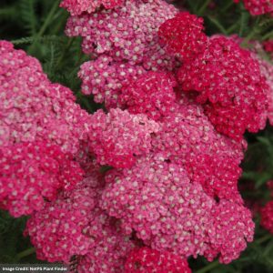 Yarrow (Achillea) – Saucy Seduction – #1 Container