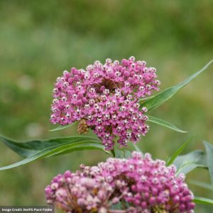 Milkweed (Asclepias Incarnata) – Soulmate – #1 Container