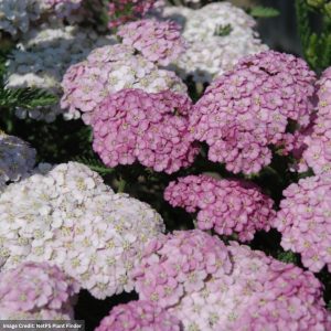 Yarrow (Achillea) - Apple Blossom - #1 Container