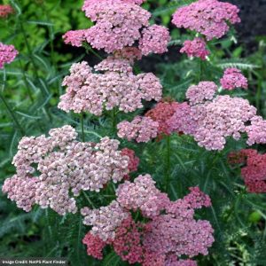 Yarrow (Achillea) – Apricot Delight – #1 Container