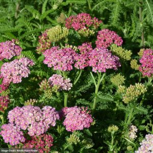 Yarrow (Achillea) - Desert Eveâ„¢ Deep Rose - #1 Container