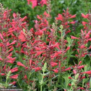 Hyssop (Agastache) – Kudosâ„¢ Red – #1 Container