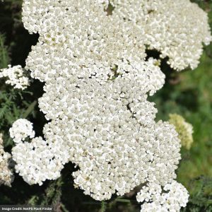 Yarrow (Achillea) – Firefly Diamond – #1 Container