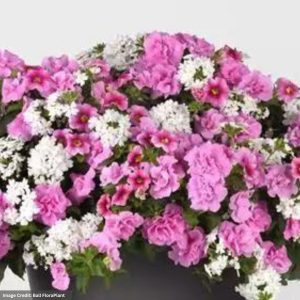 Combo – Piece of Cake – 12″ Fiber Hanging Basket