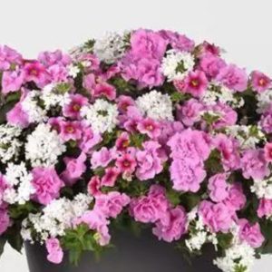Combo – Piece of Cake – 10″ Hanging Basket