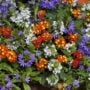 Combo – Rockets Red Glare – 12″ Fiber Hanging Basket