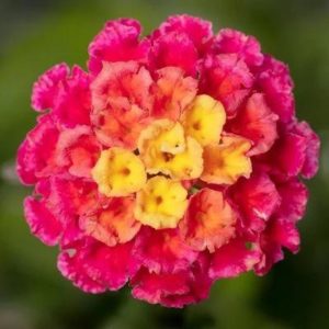 Lantana – Bandolero Lychee – 10″ Hanging Basket