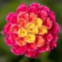 Lantana – Bandolero Lychee – 10″ Hanging Basket