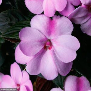 Sunpatiens – Compact Lavender – 10″ Hanging Basket