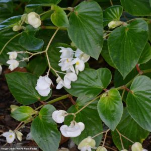 Begonia – Dragon Wing® White – 16″ Moss Hanging Basket