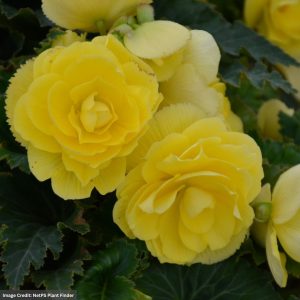Begonia – Nonstop® Joy Yellow – 10″ Bowl