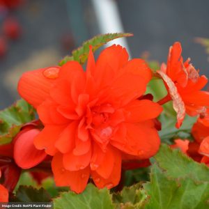 Begonia – Nonstop® Joy Orange – 10″ Hanging Basket