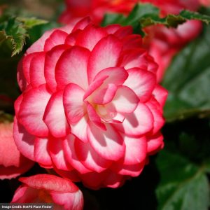 Begonia – Nonstop® Joy Rose Picotee – 10″ Hanging Basket