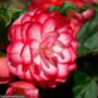 Begonia – Nonstop® Joy Rose Picotee – 10″ Hanging Basket