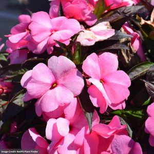 New Guinea Impatiens - Sonic Light Pink - 8" Hanging Basket