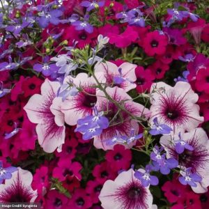 Combo – Violet Riot – 10″ Hanging Basket