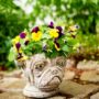 Pug Planter – Unique Stone – Ancient Age – 6″ x 6″ x 6″