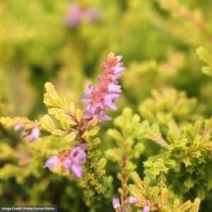 Heather (Calluna vulgaris) – Blazeaway – #1 Container