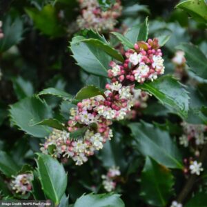 Holly – Blue Prince (M) – #2 Container