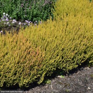 Heather (Calluna vulgaris) – Firefly – #1 Container