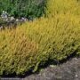 Heather (Calluna vulgaris) – Firefly – #1 Container