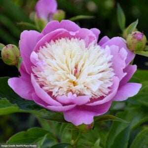 Garden Peony (Paeonia) – Bowl Of Beauty – #2 Container