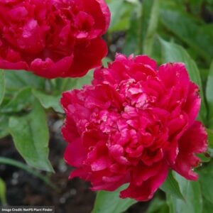 Garden Peony (Paeonia) – Big Ben