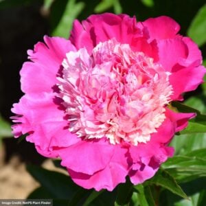 Garden Peony (Paeonia) – Madame Emile Debatene – #2 Container
