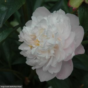 Garden Peony (Paeonia) – Lady Alexandra Duff – #2 Container