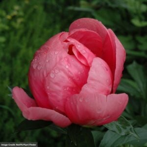 Garden Peony (Paeonia) – Lovely Rose – #2 Container